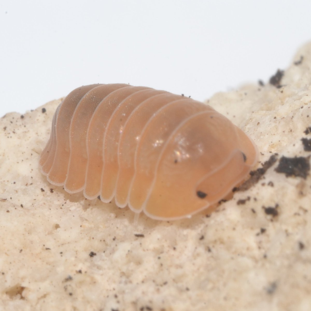 bug_forest's tweet image. SBボートレース江戸川@lbjkhomac 綺麗なダンゴムシ達をたくさん連れていきます🤩

飼育しやすい入門種からレアな種類まで20種類以上連れていきますよ〜🫶