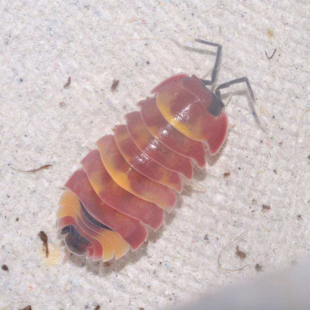 bug_forest's tweet image. SBボートレース江戸川@lbjkhomac 綺麗なダンゴムシ達をたくさん連れていきます🤩

飼育しやすい入門種からレアな種類まで20種類以上連れていきますよ〜🫶