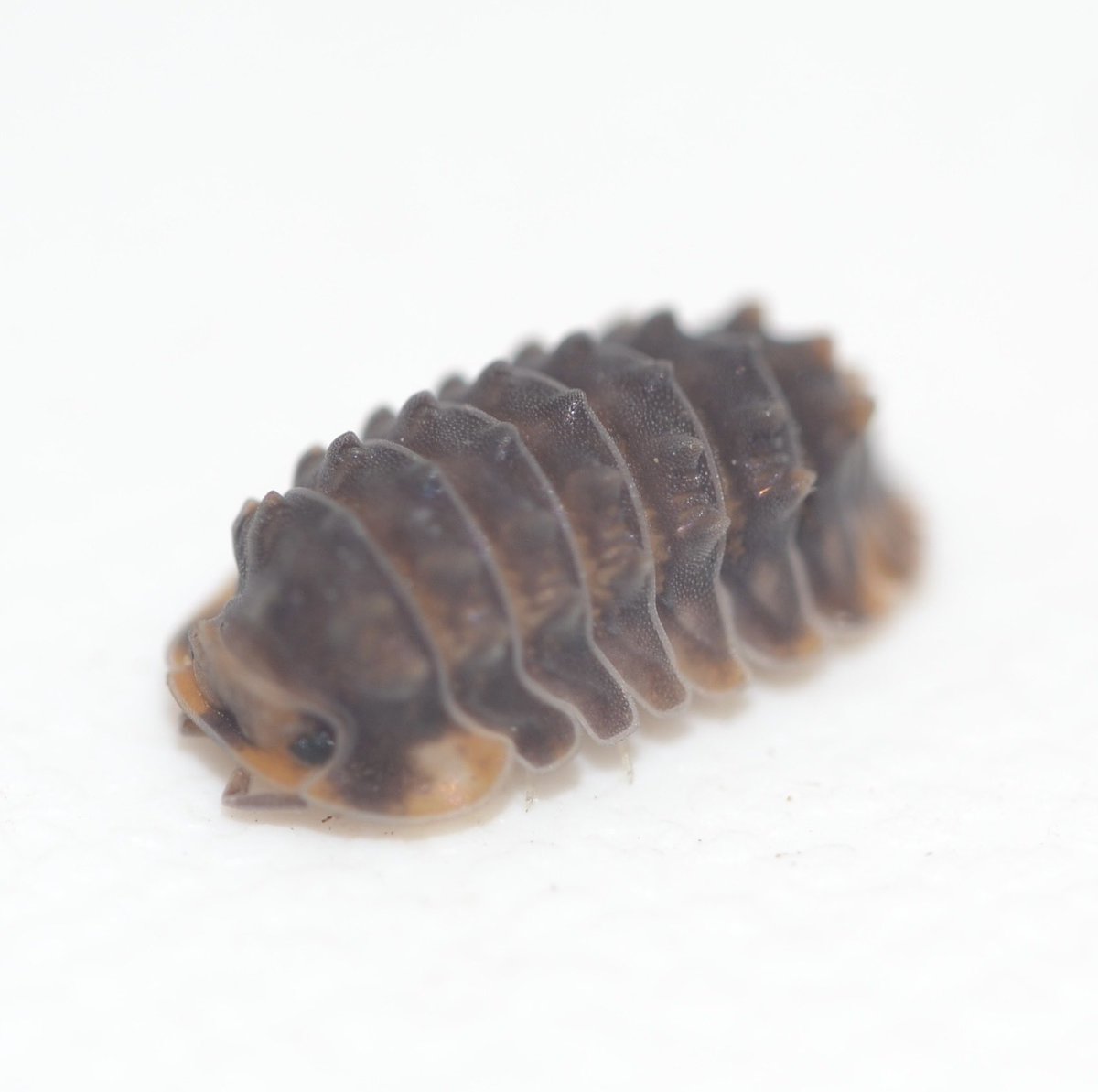 bug_forest's tweet image. SBボートレース江戸川@lbjkhomac 綺麗なダンゴムシ達をたくさん連れていきます🤩

飼育しやすい入門種からレアな種類まで20種類以上連れていきますよ〜🫶