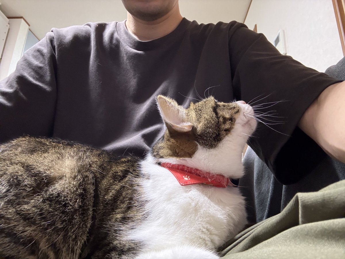 Cat_Marvelous's tweet photo. 今日も元気に膝の上
一緒にゲームしてる https://t.co/6a11CmfAY9