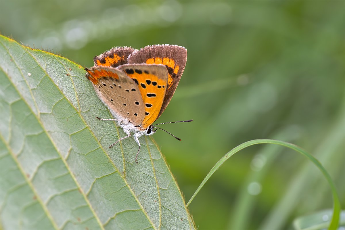 D１０ クシハダミドリイシ（７ｃｍ前後）