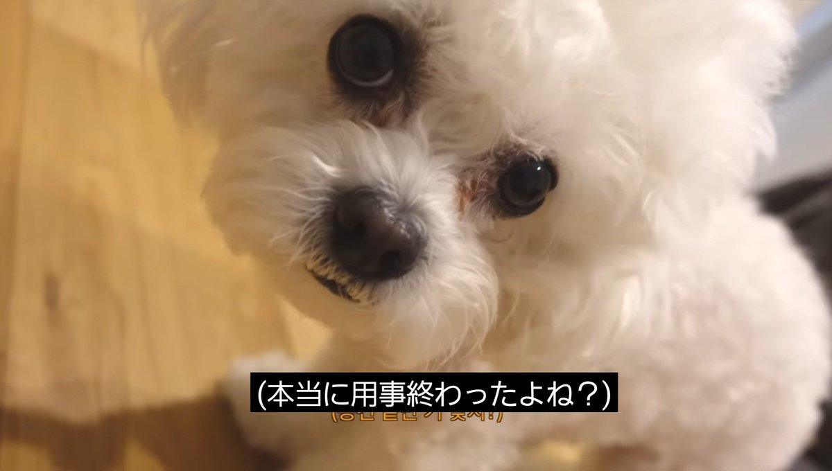 R0nn1ee's tweet photo. #犬の日 🍒🐶
초보 브이로거의 일상 모음.zip | MAX CHANGMIN Vlog
https://t.co/9BCkM57AJ7
#버찌 #buzzi
#최강창민 #CHANGMIN #沈昌珉
#チャンミン #MAXCHANGMIN https://t.co/hz23yXJT3k
