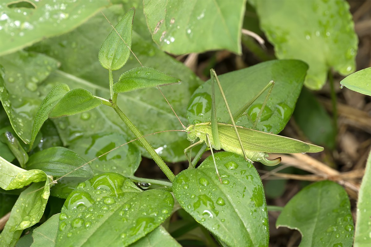 おおかまきり様　ありがとうございます D8OA7bKUYAAfnY4.jpg?format=jpg