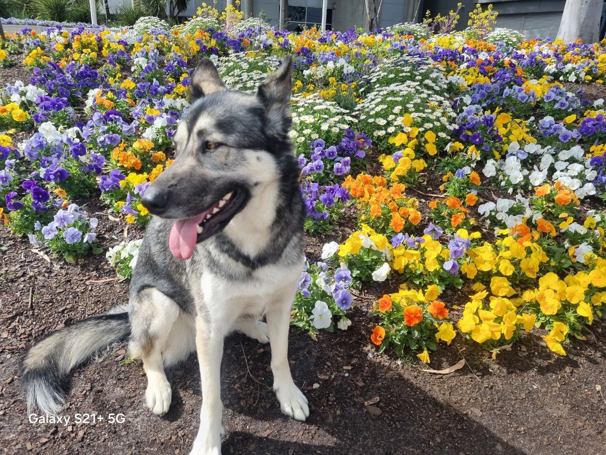 IvyInu_SOL's tweet image. 🔑 Unlocking Potential! Suprelorin implant could be final key unlocking remission by hitting accelerator. Prepare ground NOW w/ 3-week fuel assault! Maximize potential! #UnlockPotential #IvyInu #Solana #SavePolar $IVY #Key #Preparation #Maximize @a1lon9 @soljakey @a ❤️ GFM: