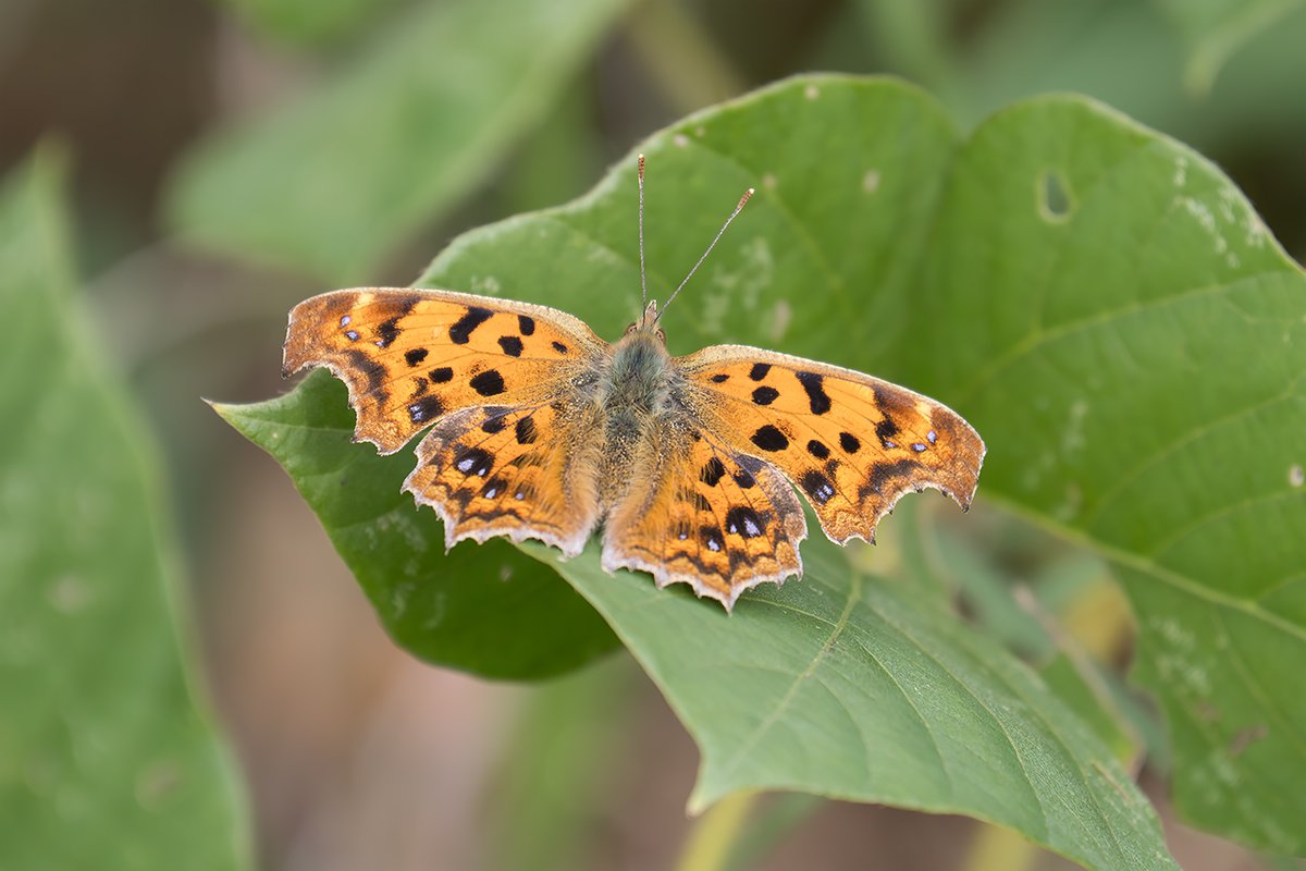 D１０ クシハダミドリイシ（７ｃｍ前後）