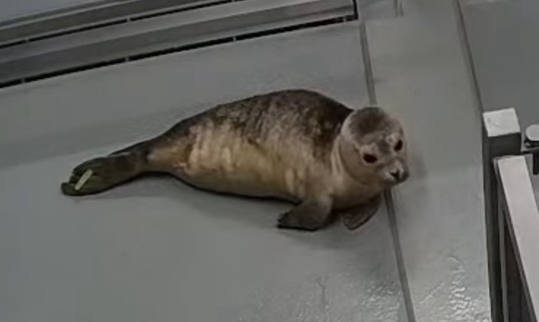 あさねこ様 あさねこ | Spotify