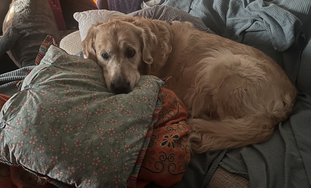 Transbaerchen's tweet image. Hab gestern kein einziges Mal gebellert und genau 0 Kinder erschreckt. 

Die waren dieses Mal auch alle anständig und keines hat mich angebrüllt, war sehr schön. 

Bin trotzdem heute sehr müde, Haus bewachen einfach anstrengend. 🥱