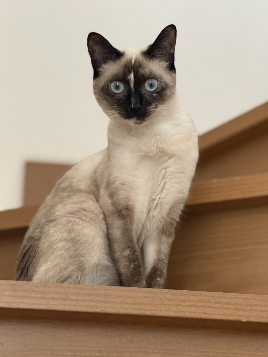 herobridge's tweet image. ウチの猫の方がネトウヨより知能が高いと思う。