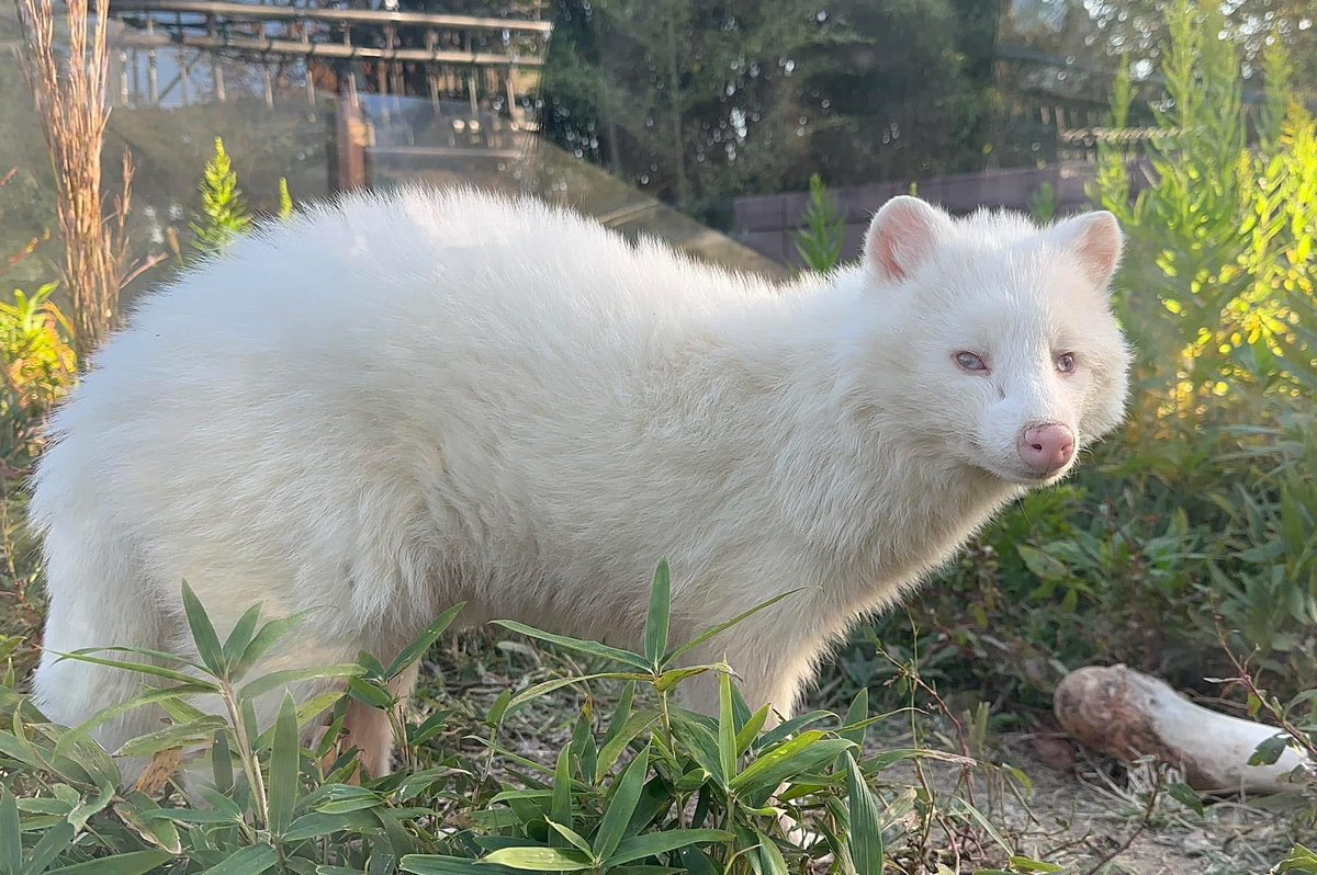 ゆき＠狸ファン (@tanu_moko_8282) / Posts / X