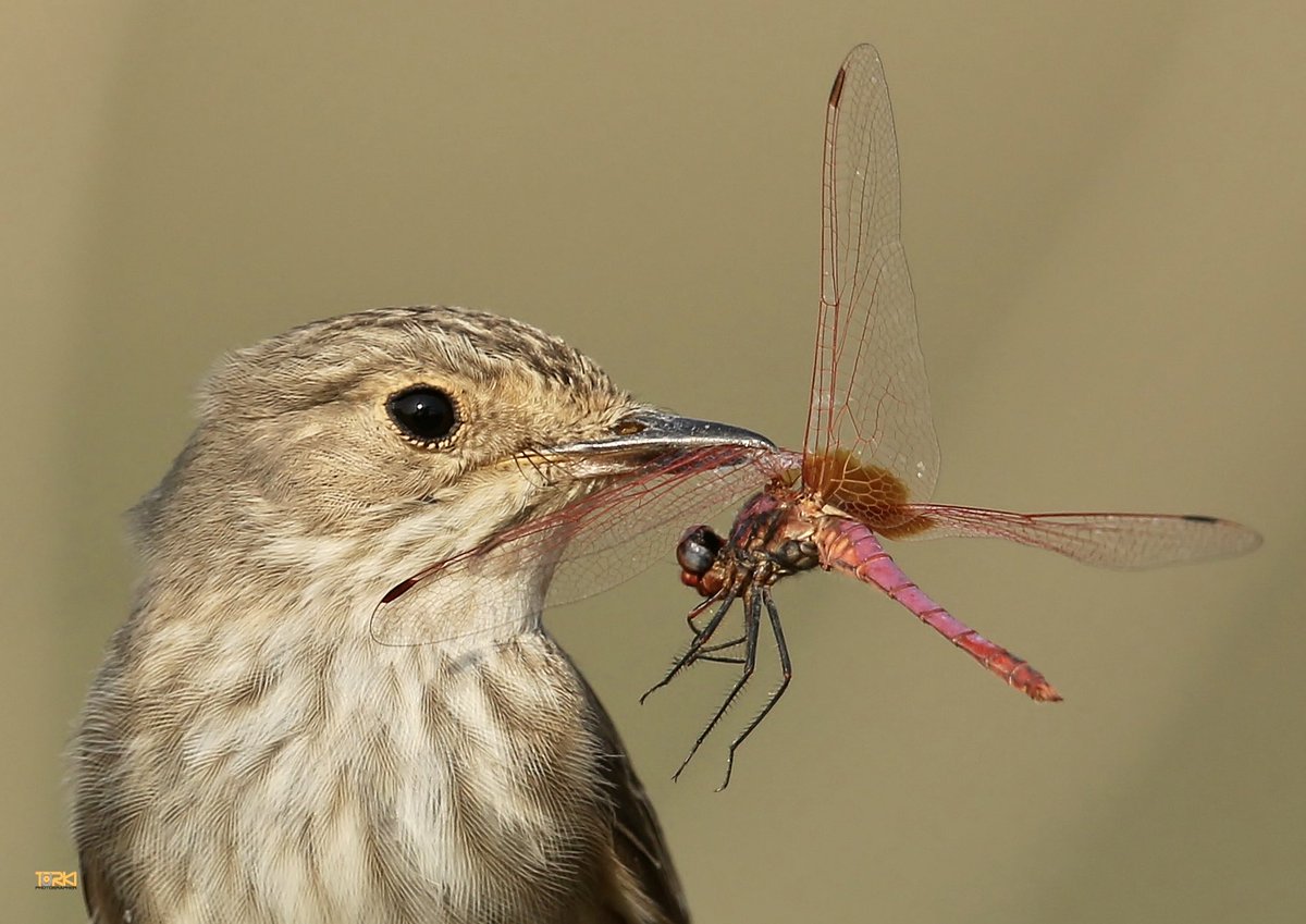Az_AZWARI's tweet image. Spotted flycatcher صائد الذباب المرقط #turki_pics #CanonFavPic #canon #NaturePhotography #nature #NatGeo #NatGeoWild #photooftheday #wildlife #NationalGeographic #ksa #usa #uk #Instagram #SaudiArabia #Saudi #france #germany #japan #china #ussr #spain  #la #jeddah #LA #NY…