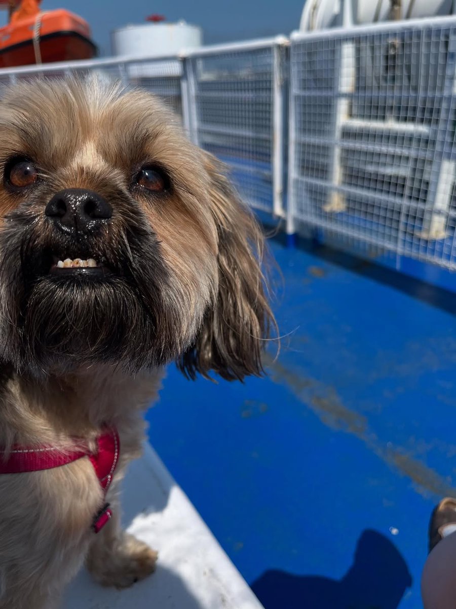 The outdoor pet area on MV Fundy Rose is closed for the season. 🐾

Pets can still make the crossing by staying in your vehicle or in a kennel on the vehicle deck (reservation required). Find more details:  bit.ly/4hqvkU9

📸: IG ava_theshorkie
