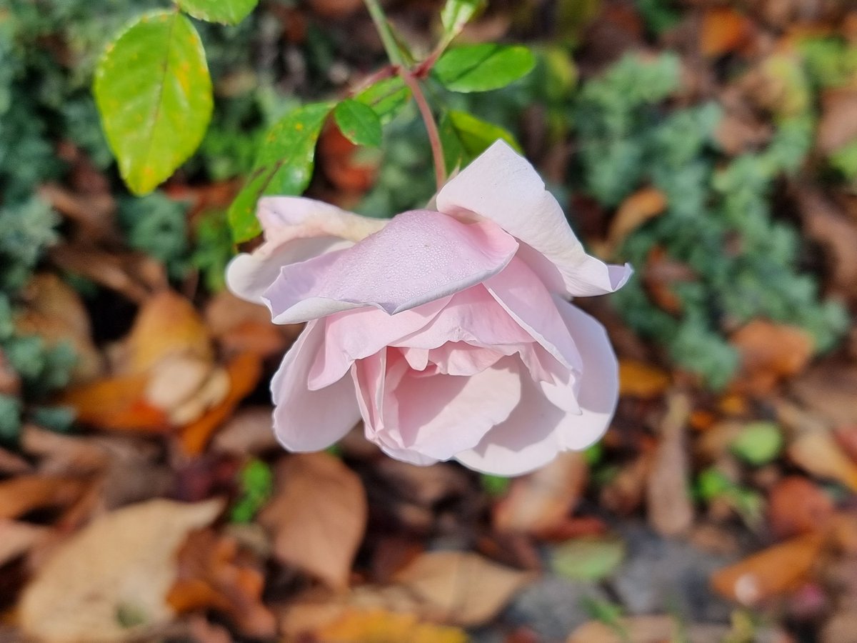 November Röslein .... 'New Dawn'