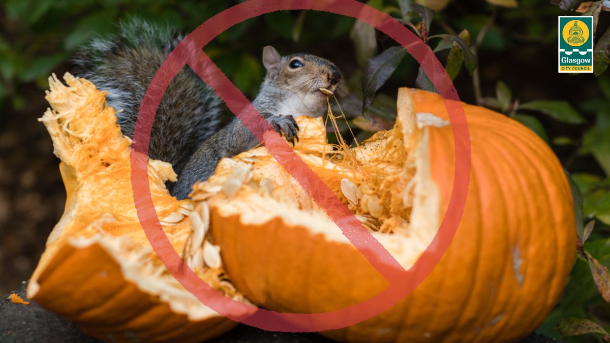 Pumpkin advice from our Countryside Rangers🎃

Please don't leave old pumpkins out for wildlife as it can make them sick🤮

Don't dump your old pumpkins in our parks or woodlands. Instead donate them to local farms/community gardens or bury it in your garden for worms to enjoy.