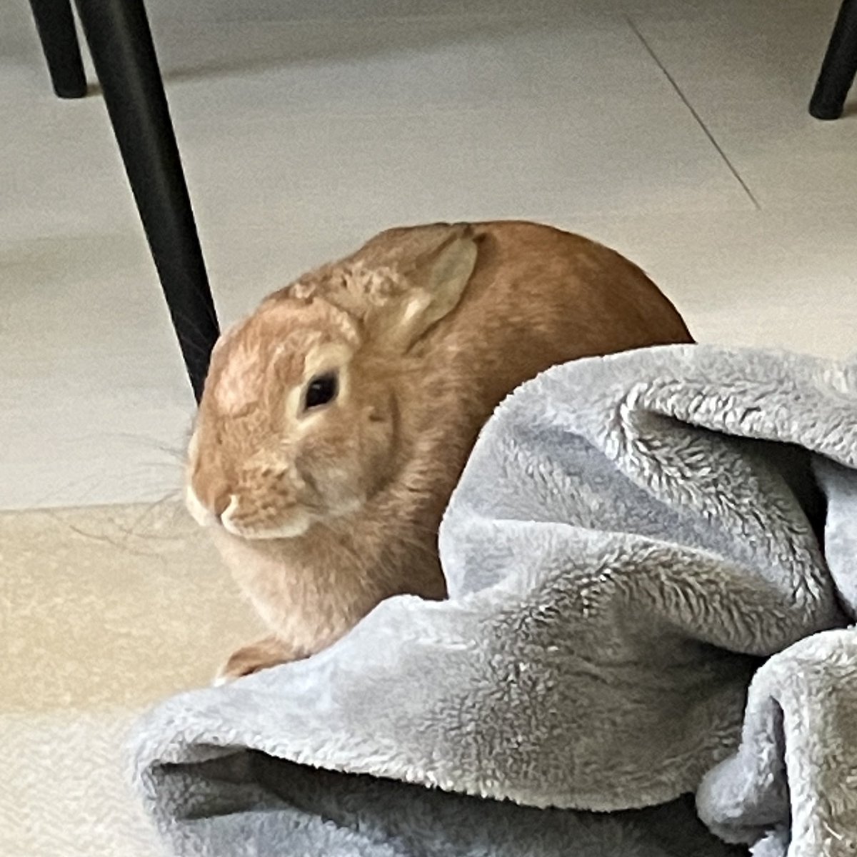 abiiinetatui's tweet image. 驚きのまるさ　バニーガール（ガチ）