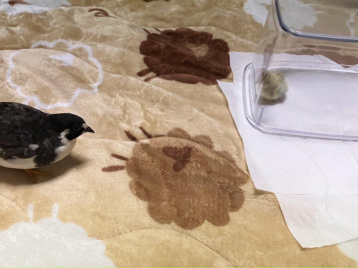 ❤︎821❤︎ページ adidas original ZX 'Strawberry Latte' Dressed in a Wonder