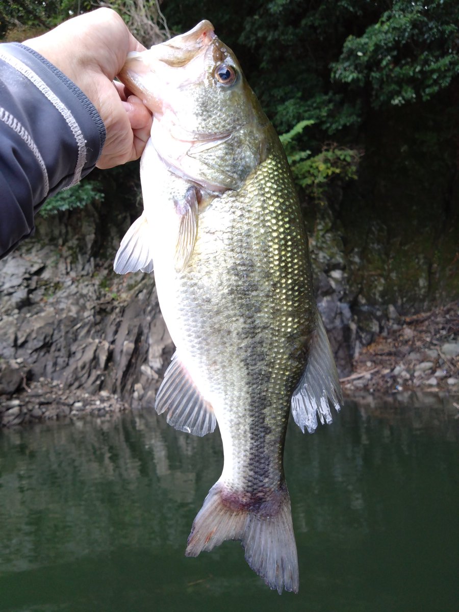 バス釣り - Search / X