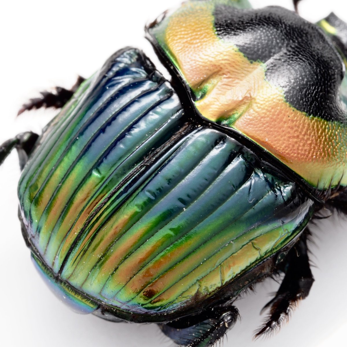 わらびもちくん e04db9e7-62b4-49d5-bb9d-