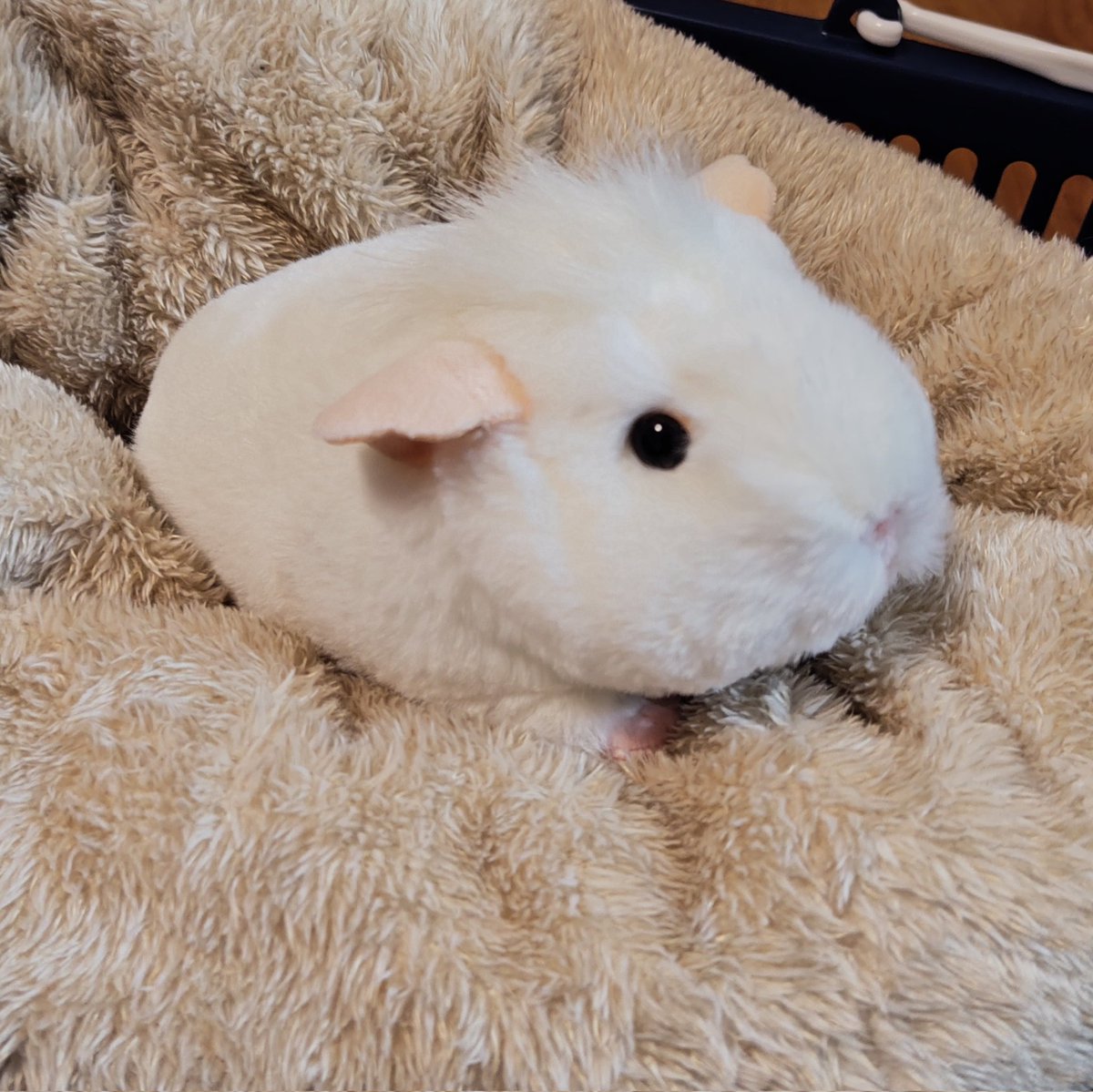 * vintage animal ❀ グリーンの瞳の ふわふわミルキー 猫ちゃん vintage animal ❀ グリーンの瞳の ふわふわミルキー 猫ちゃん 楽天