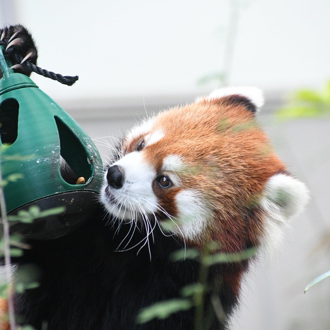 まるちゃん (@maru_448_g) / Posts / X