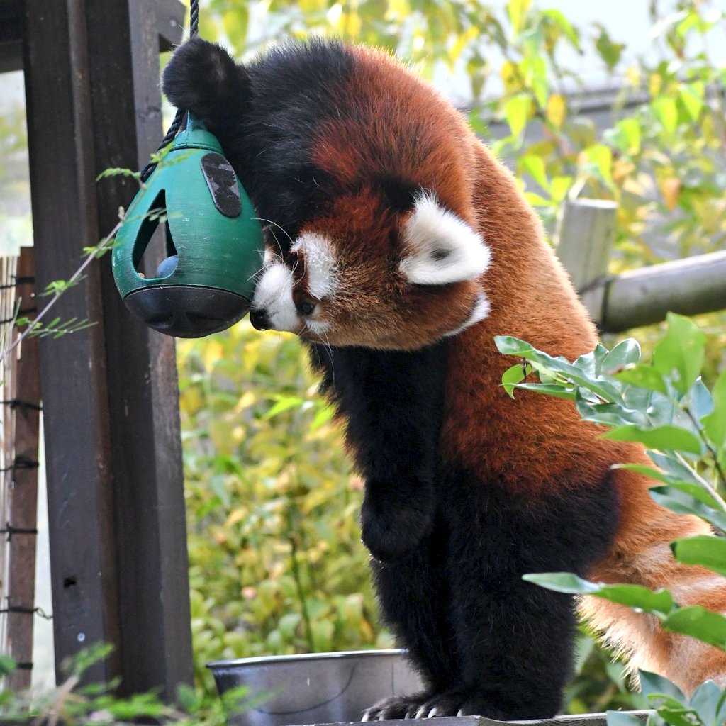 まるちゃん (@maru_448_g) / Posts / X