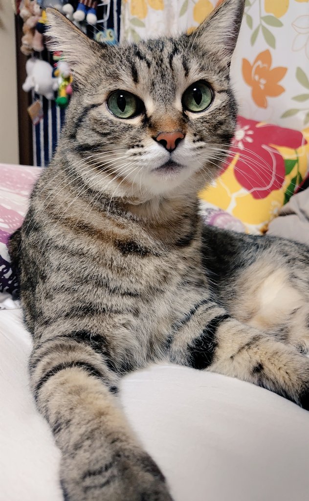 ゴロー🐾 (@cat_56chan) / Posts / X