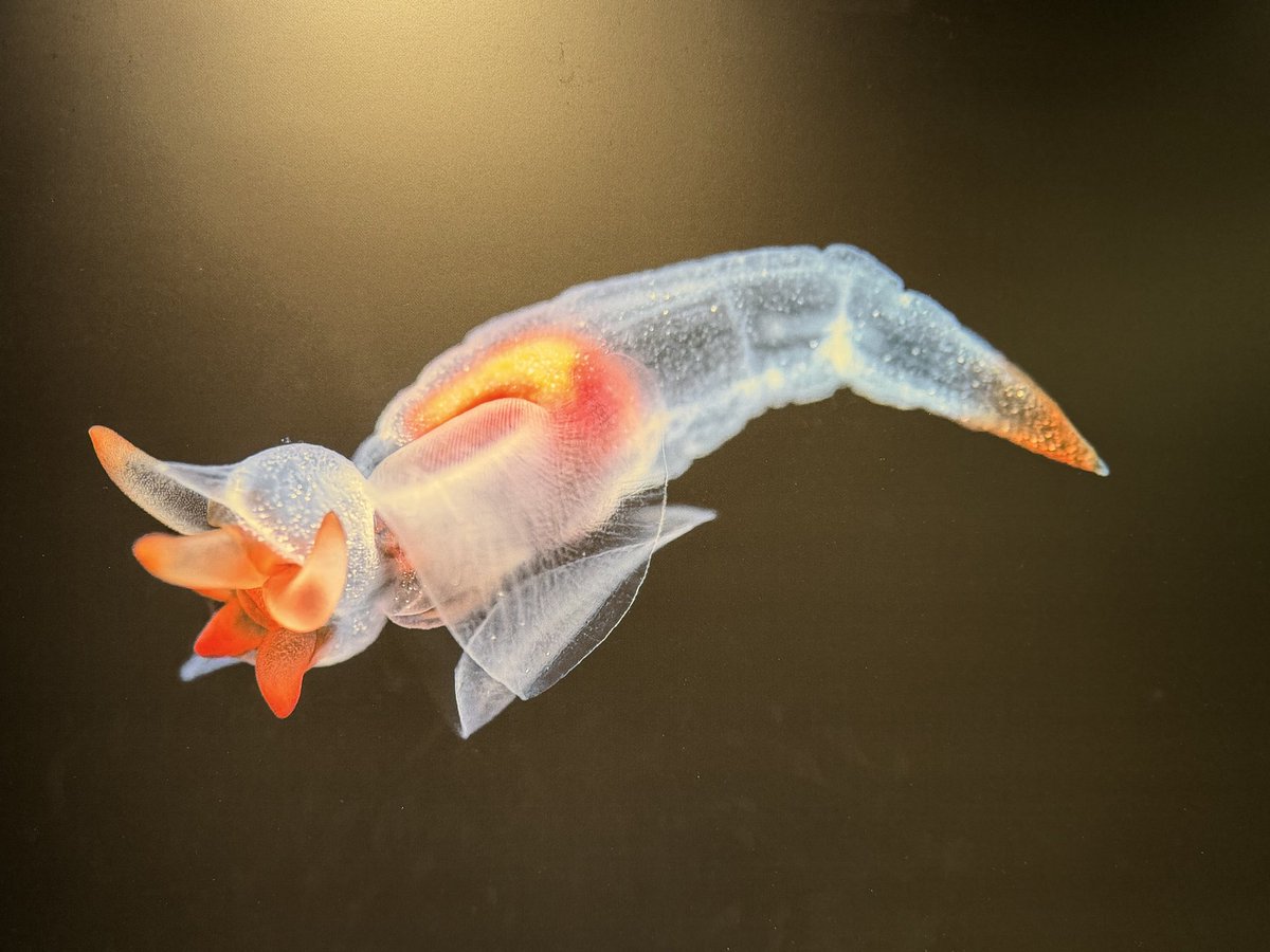 刹那@猫好き🐾 on X