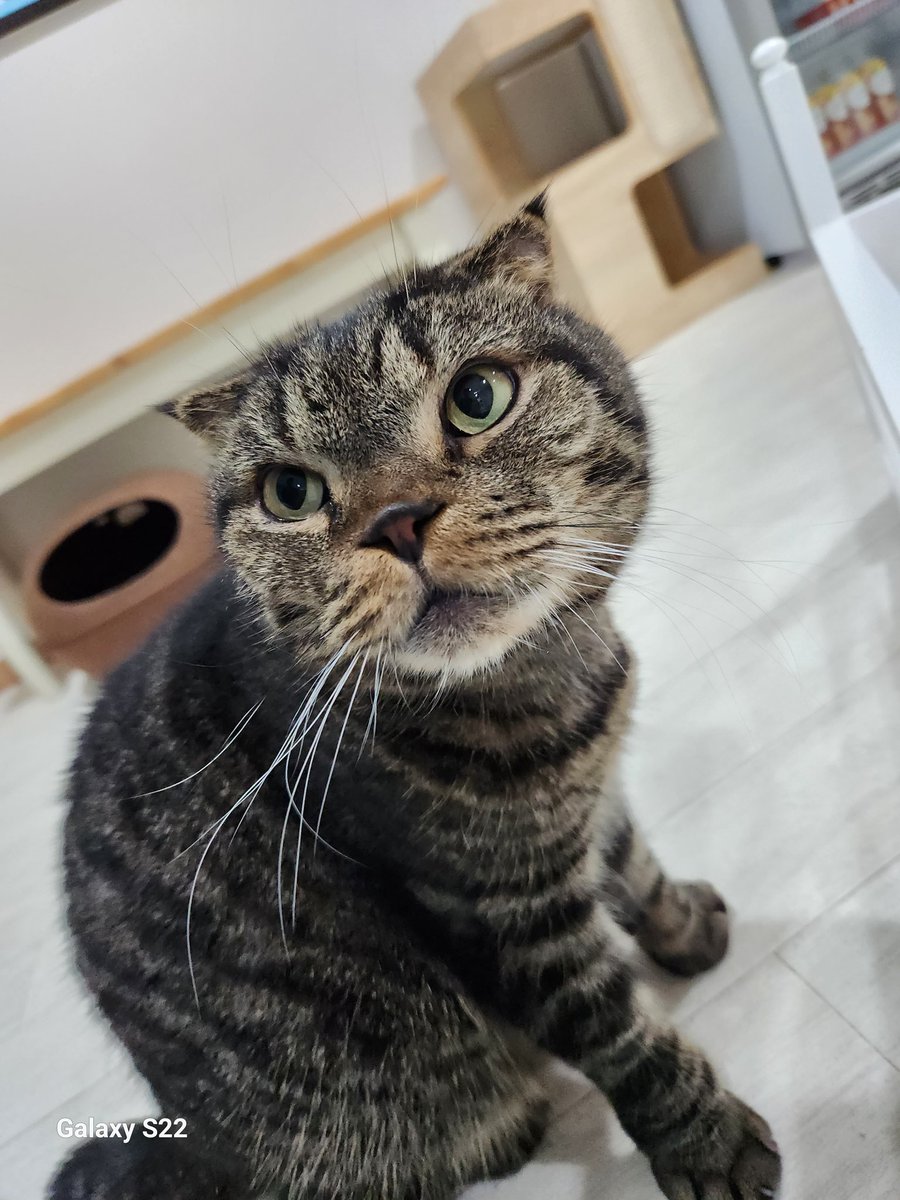 xoxo...ページ XoticXJ-CORE 5st -Silver Black Burst -【4.13kg】【USED/2025