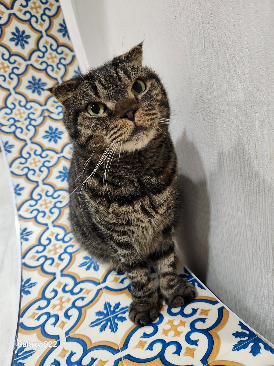 chiseページ⭐︎ MIXカラーブークレーニットベスト/日本製(ベスト・ジレ) | HIROKO