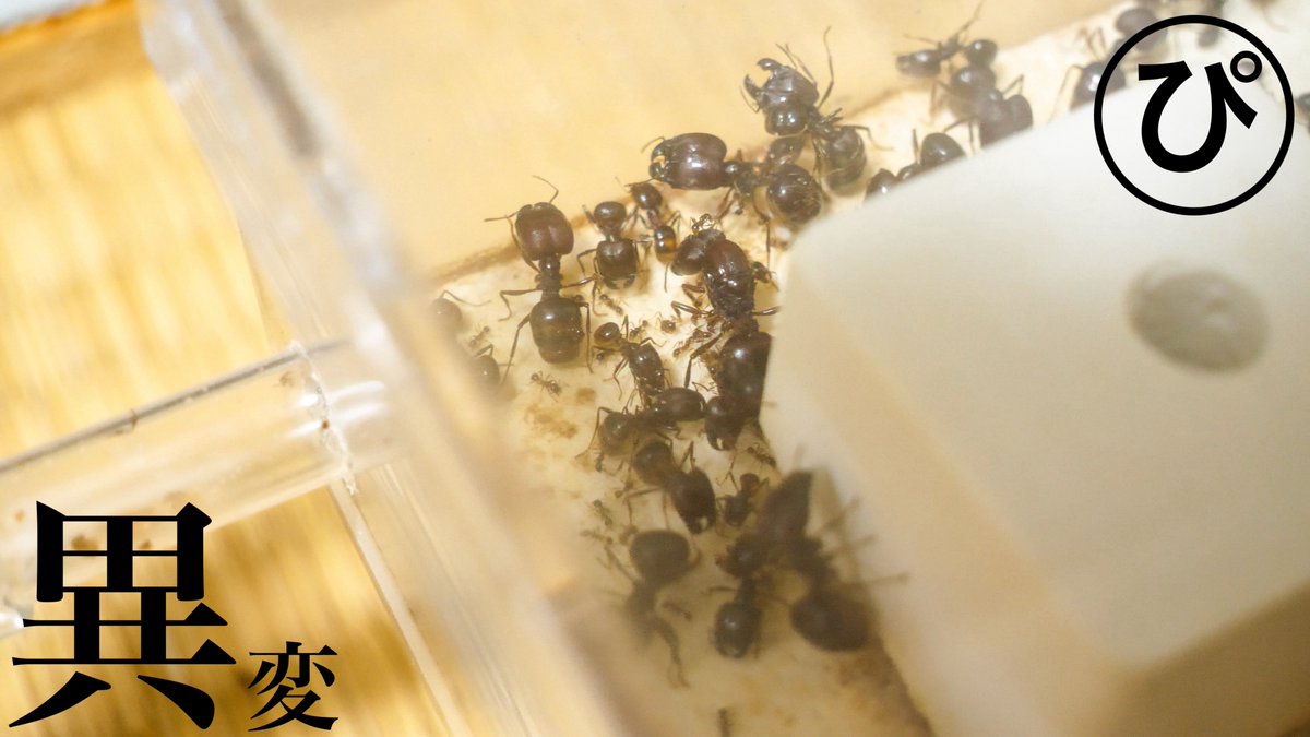 動画更新です！
お時間ありましたらどうぞ🙇‍♂️

ヨコズナアリの様子が急変しました･･･ youtu.be/9D5itUZjO_I?si…