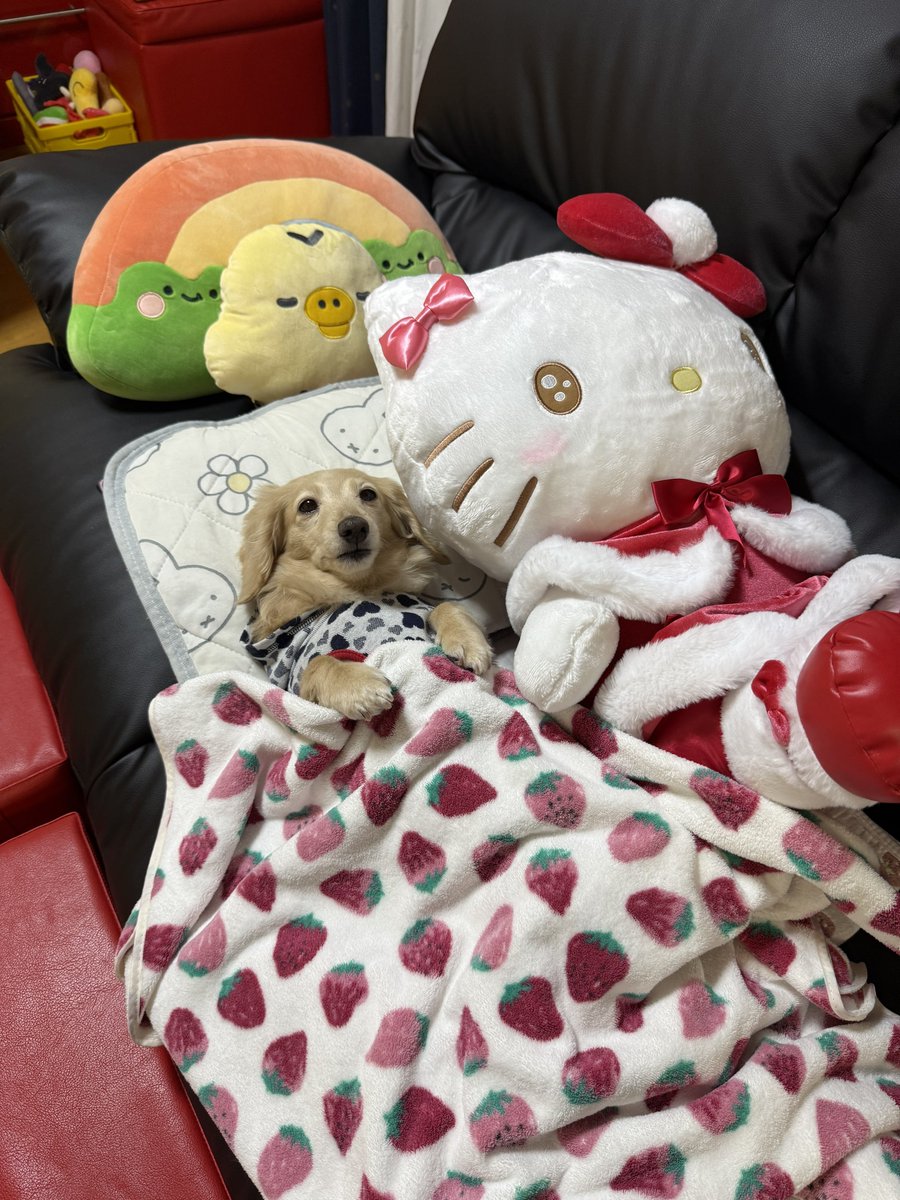 一緒に寝るらしい🤣