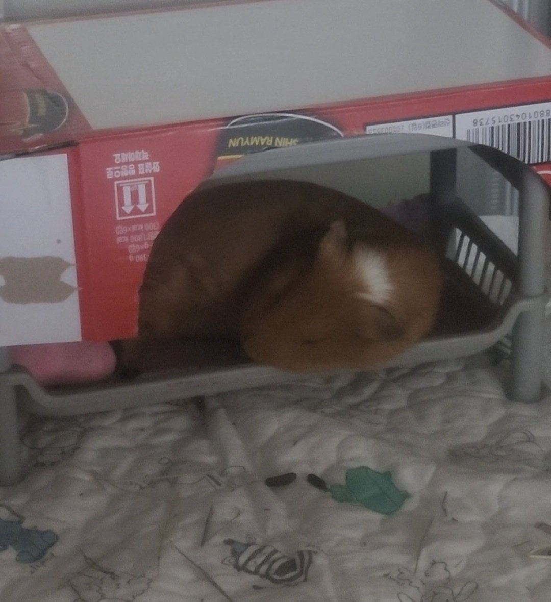 ppikkuduck's tweet image. 😴
#기니피그 #guineapig #モルモット #天竺鼠