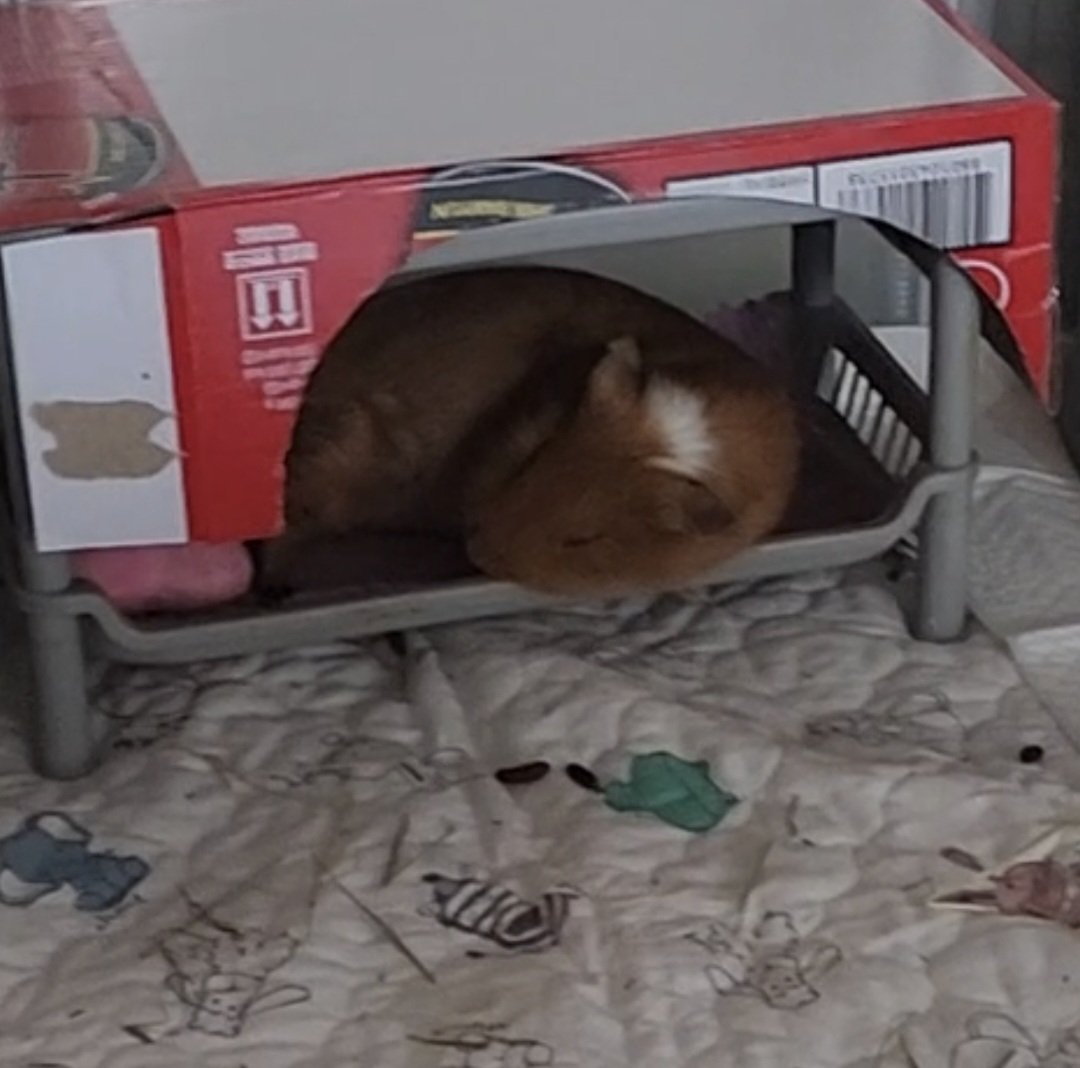 ppikkuduck's tweet image. 😴
#기니피그 #guineapig #モルモット #天竺鼠