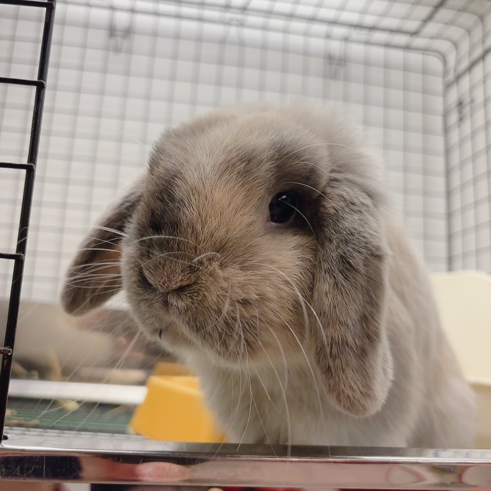 うさぎ。ページ うさぎのしっぽ恵比寿店 on X