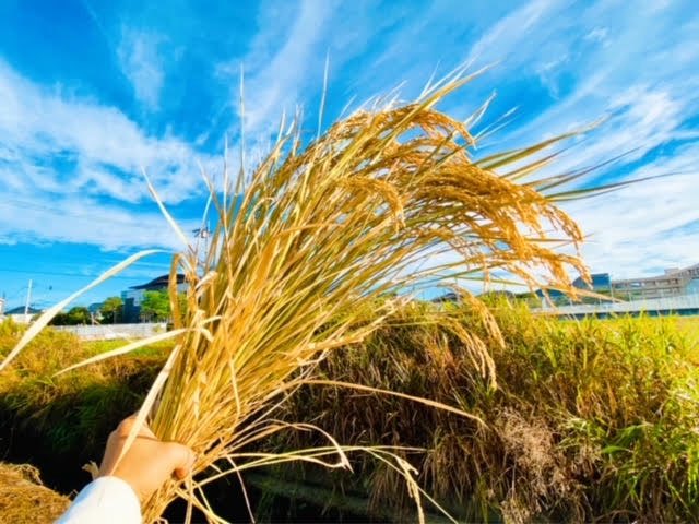 ☆シルメリア☆ VP2-2_200x200.jpg