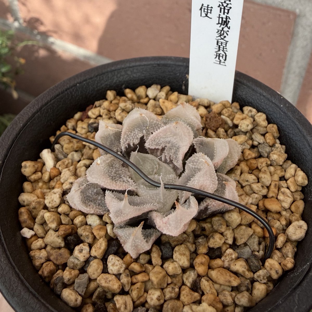 しましま (@shima_shima_zeb) / Posts / X