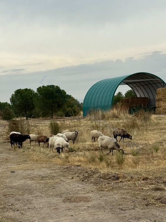 Ya han empezado a “trabajar” nuestras amigas las 🐑🐑🐑🐑 en el parque forestal de #Valdebebas.

#Valdebebascrece #biodiversidadvdbb