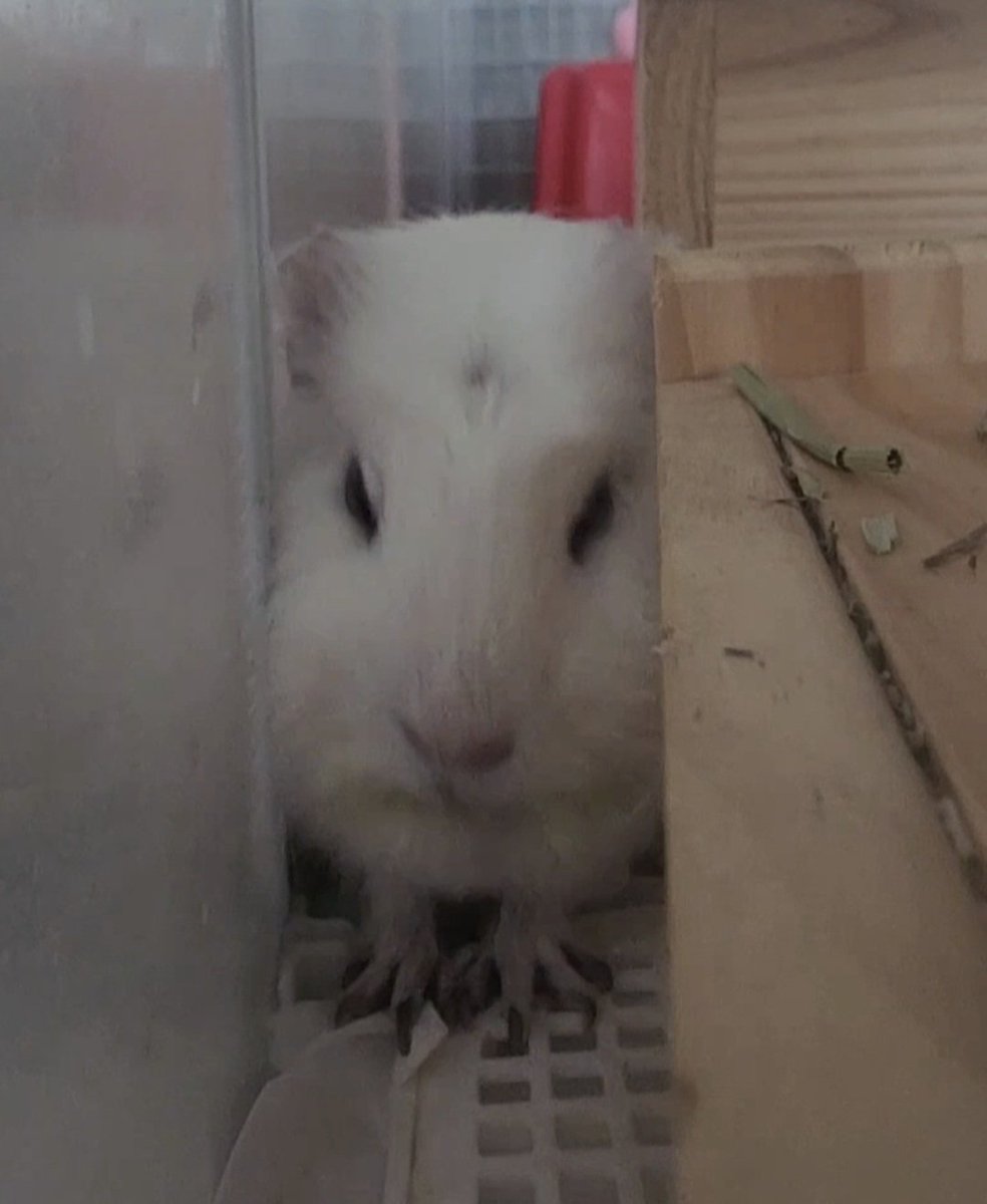 ppikkuduck's tweet image. 틈만 보이면 들어가는 꾸꾸

#기니피그 #guineapig #モルモット #天竺鼠