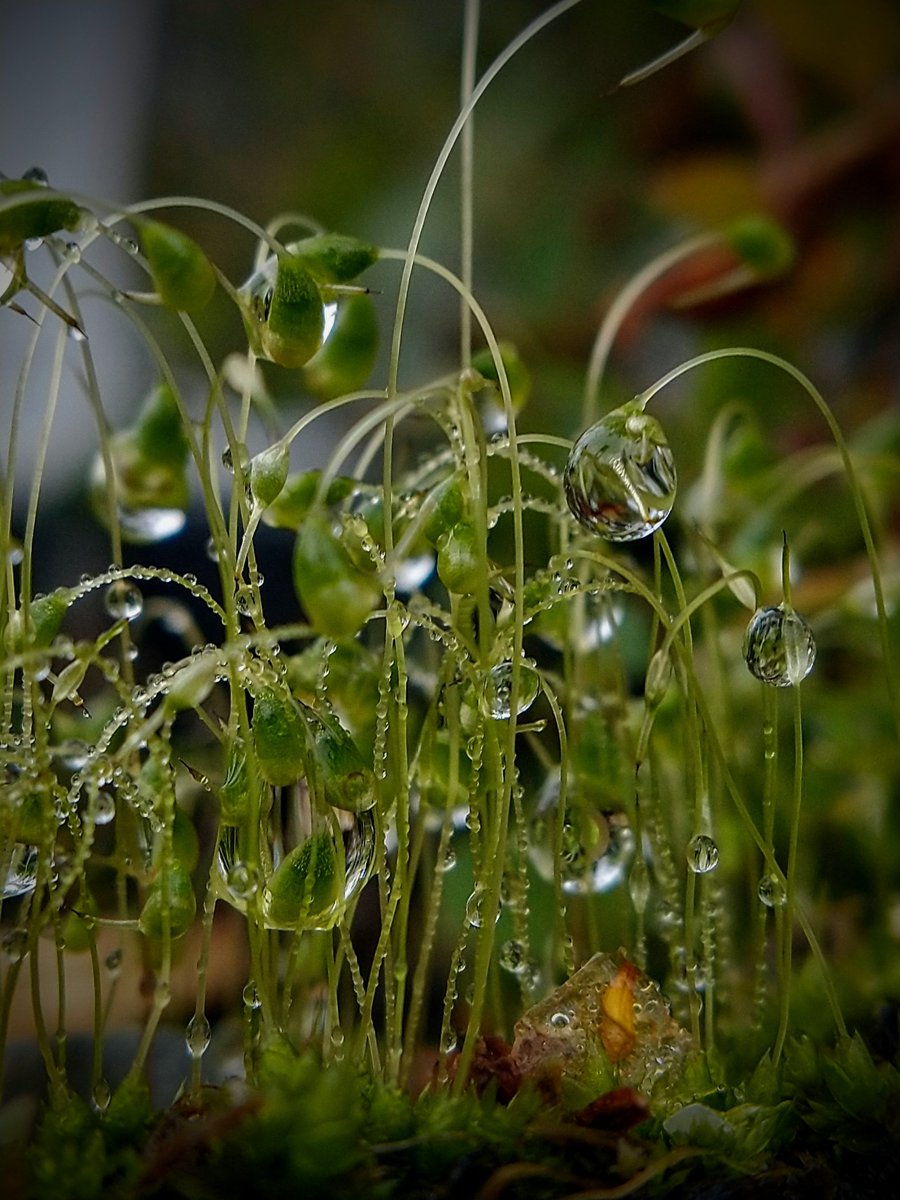 SewellLeigh's tweet image. Mossiverse 💧🤩

#nature #raindrops #macro #NaturePhotography #saturdaymorning
