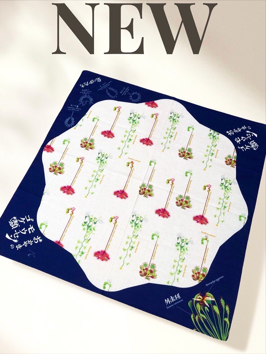 kurahaku_tomo's tweet photo. 【新発売】
岡山の食虫植物・モウセンゴケ類４種を描いた
友の会オリジナル「ハンカチバンダナ」🌿
重井薬用植物園（賛助会員）片岡博行園長監修、イラストはMZKさん！
博物館まつりで登場✨ 
1枚1,800円

#モウセンゴケ #食虫植物 #重井薬用植物園 #いけす　#MZK https://t.co/M3P7dGI9ZS