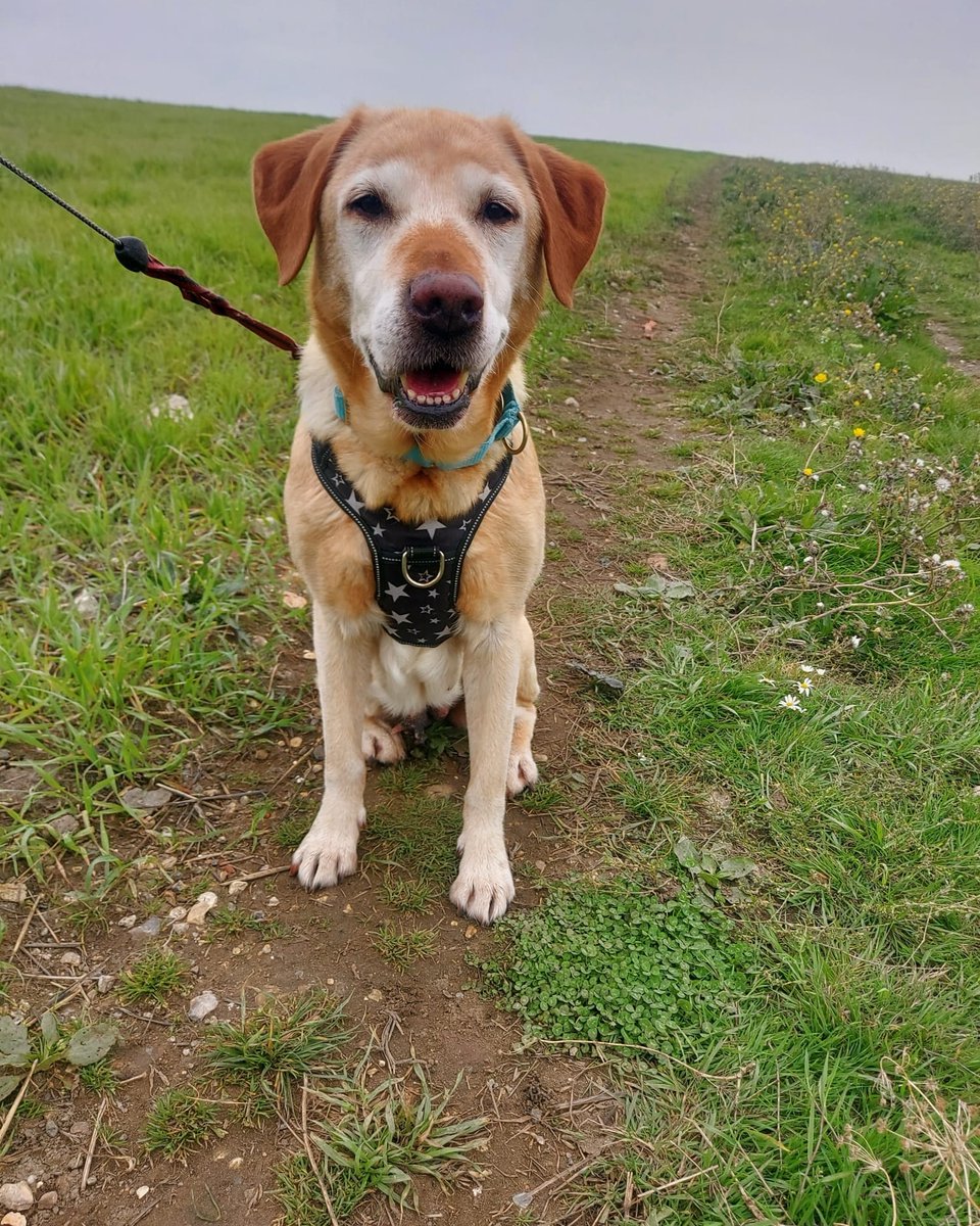 Please retweet to help Harley find a foster or forever home - dumped on her 11th birthday #SUSSEX #UK 
Details or apply below👇👇👇
arundawndogrescue.co.uk/harley
Harley is 11yrs and 3 months old! She was DUMPED on her 11th birthday!!!! She has been in foster for us since then whilst