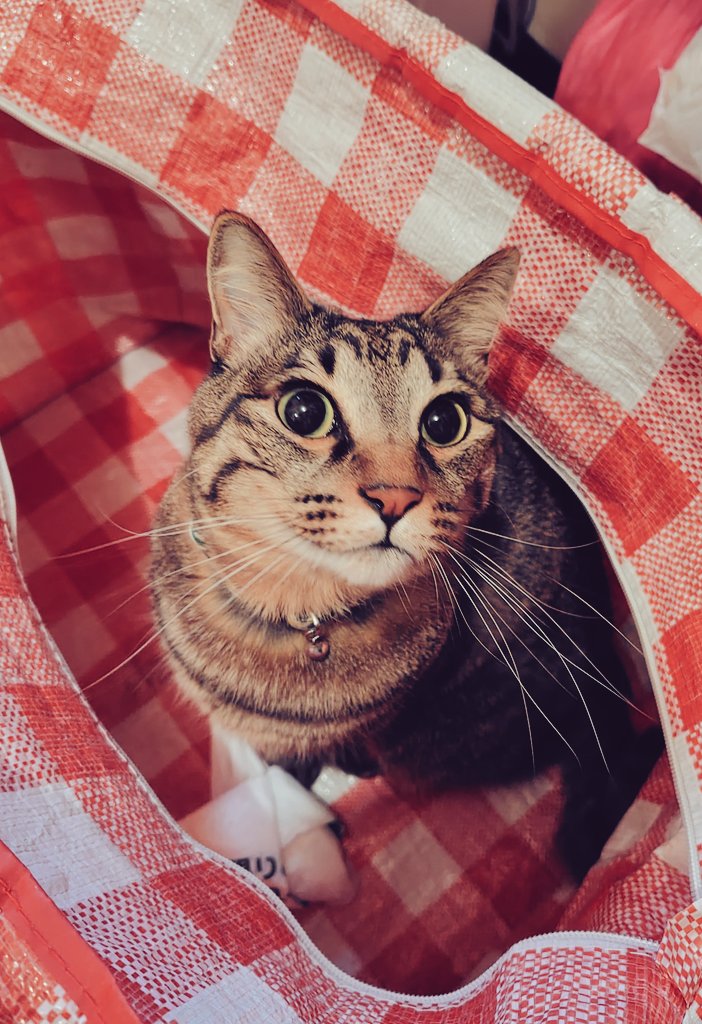 ちびたろう きびたろう on X