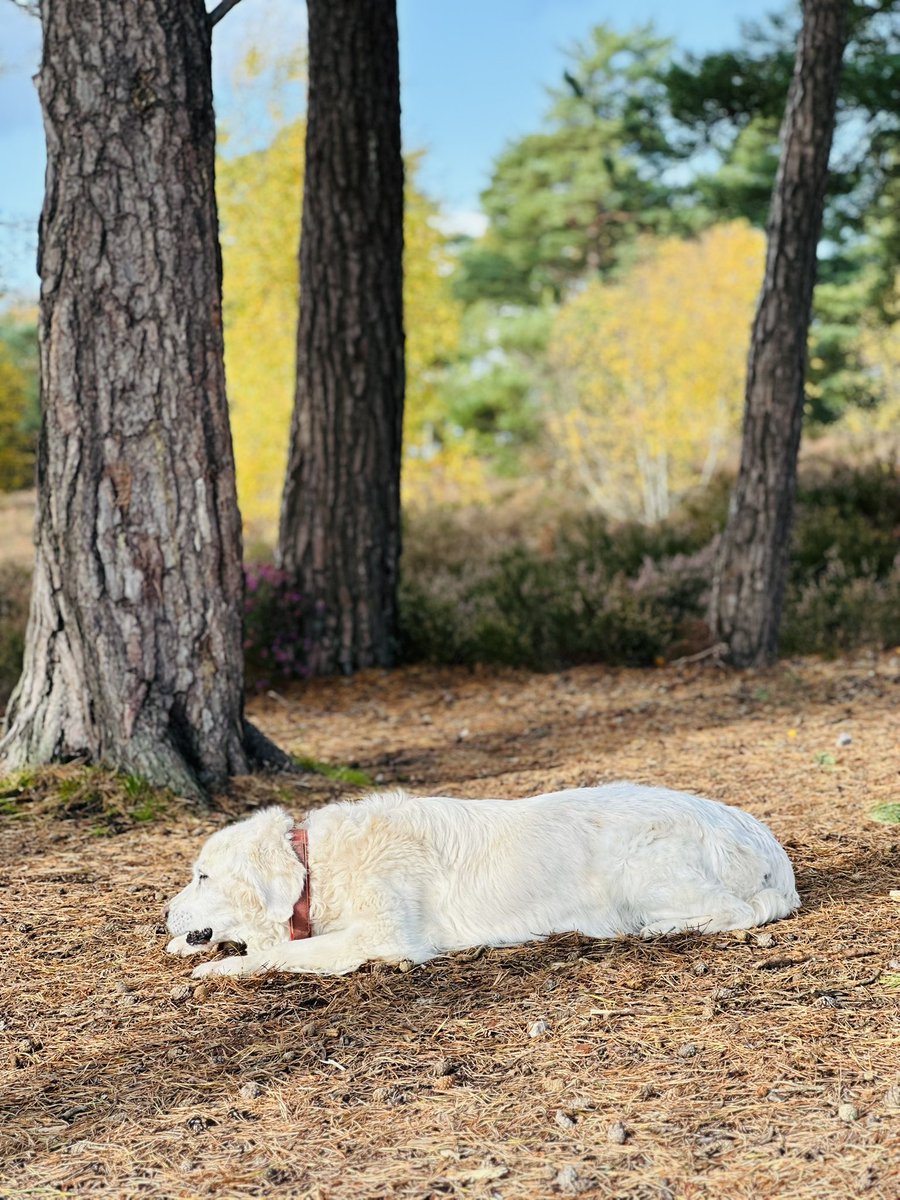 Saturday morning so late breakfast up the hill, I’ve got the maple &amp; bacon doughnut, Magsie’s having a dental chew 💛🐾🐾💛

#christchurch #dorset