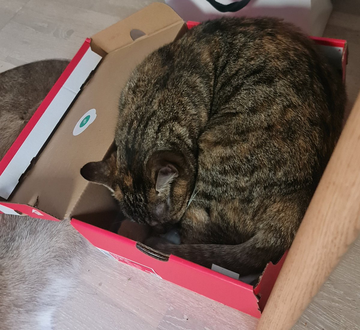 Charlie_denkt's tweet photo. So ein Tag wird das heute 🥰
#Lifa https://t.co/MMWq1wFTPZ