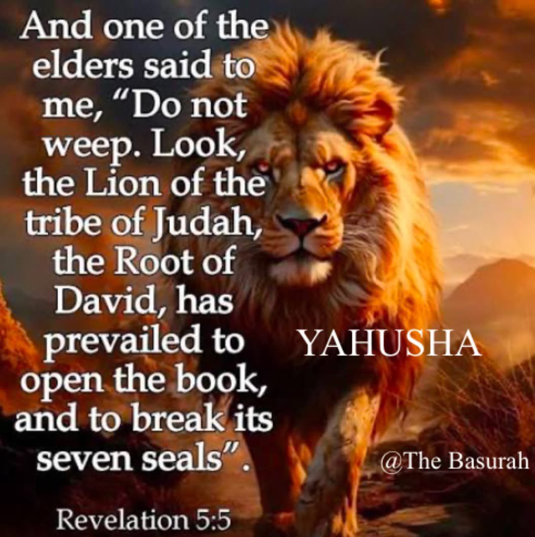 𐤒𐤃𐤔 מירקו tweet media