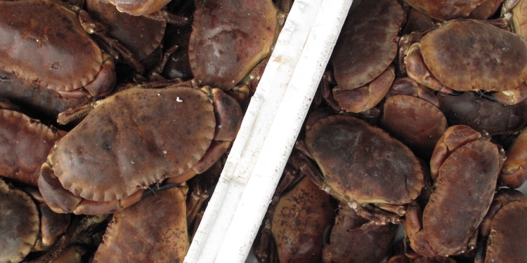 European Union : Seafood industry engages with Commissioner’s cabinet on need for an EU Blue Foods Action Plan
fiskerforum.com/seafood-indust…
#eatmorefish #buylocal #supportUKIrishfishingindustry