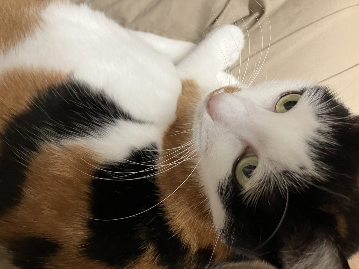 gigaburu1985's tweet image. 余熱開始！タイミングでかまってモード🐈