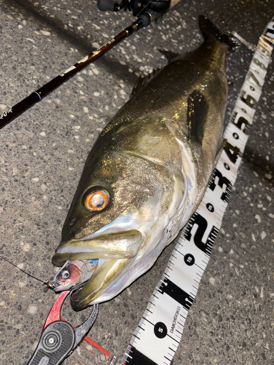 KLAH GHOST 白金閣 KLAH GHOST 白金閣 万代書店前橋店 釣具 on X