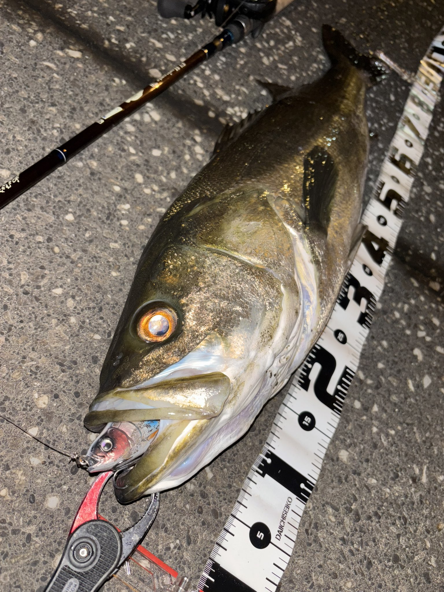 ブルージュ190F - Search / X