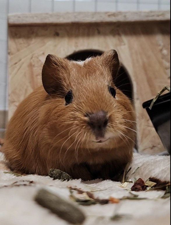 ppikkuduck's tweet image. 멍청 기니

#기니피그 #guineapig #モルモット #天竺鼠