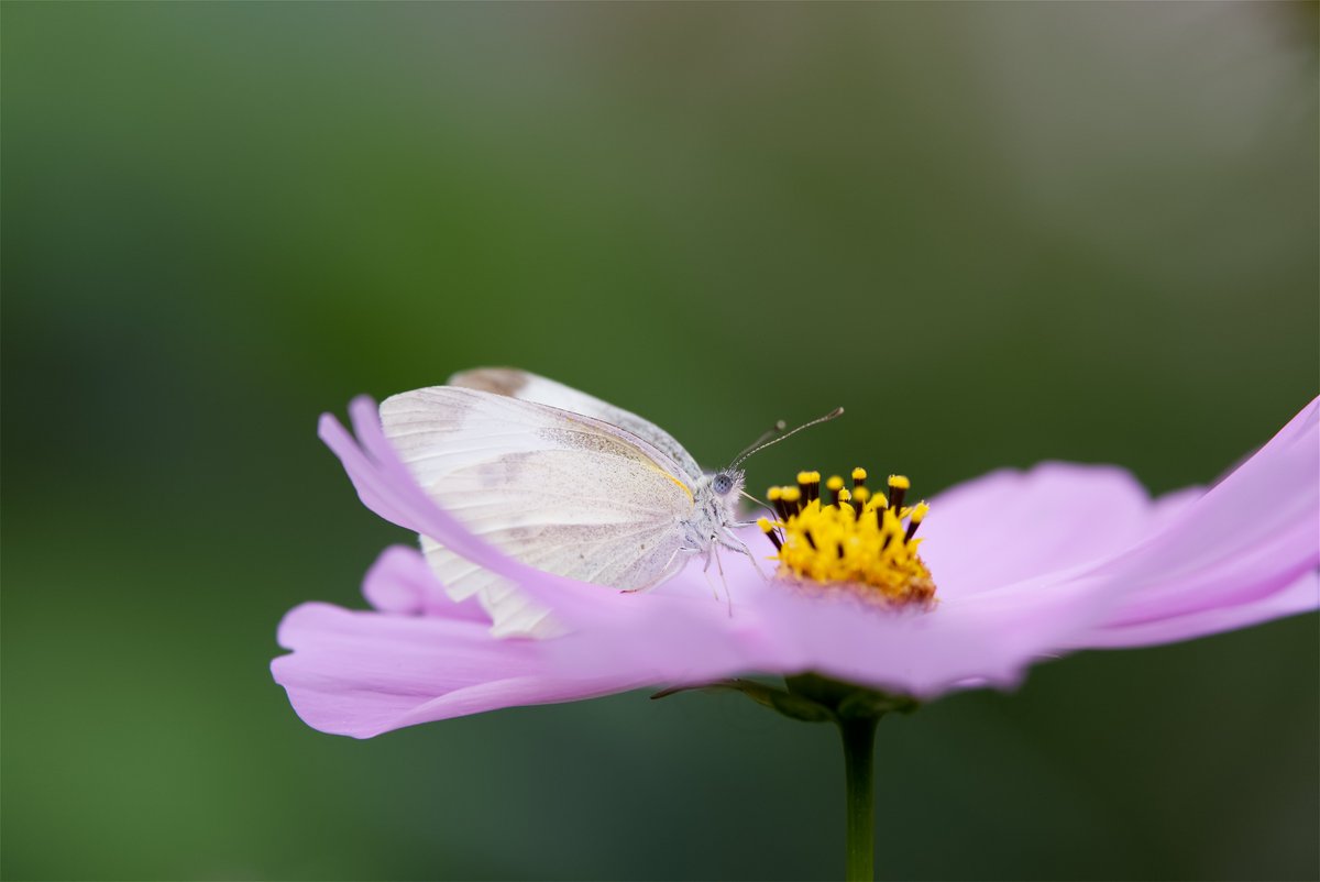 Mooshi様 みっし on X